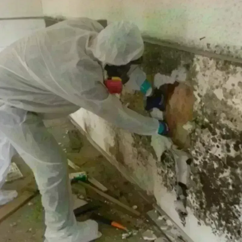 Mold Remediation and Removal in Robertsville, NJ